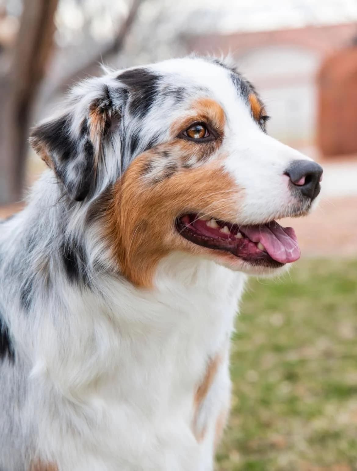 Ellie - Blue Merle  Australian Shepherd