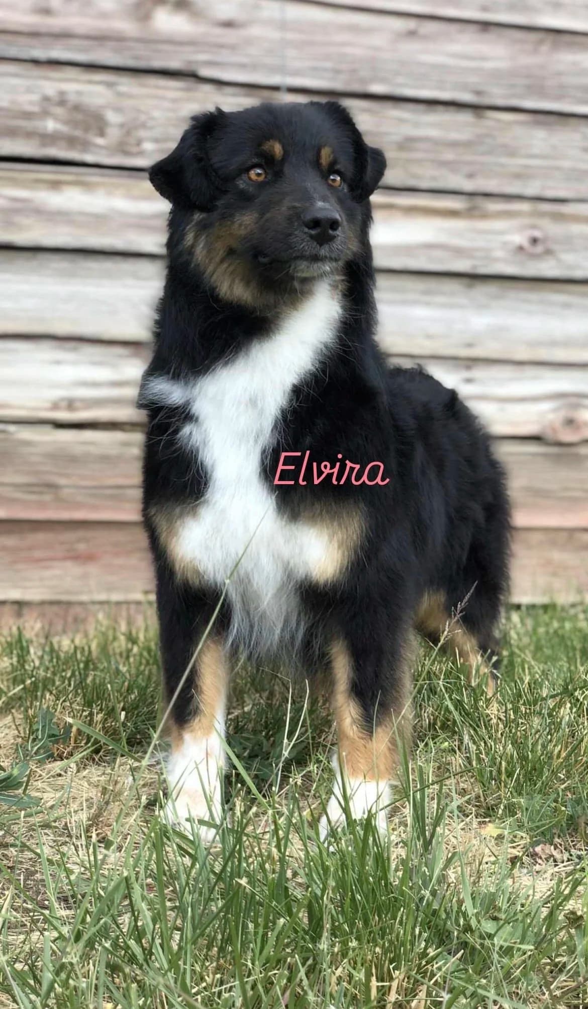 Elvira - Black Tri Australian Shepherd