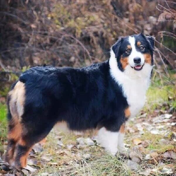 Harley - Black Tri Australian Shepherd