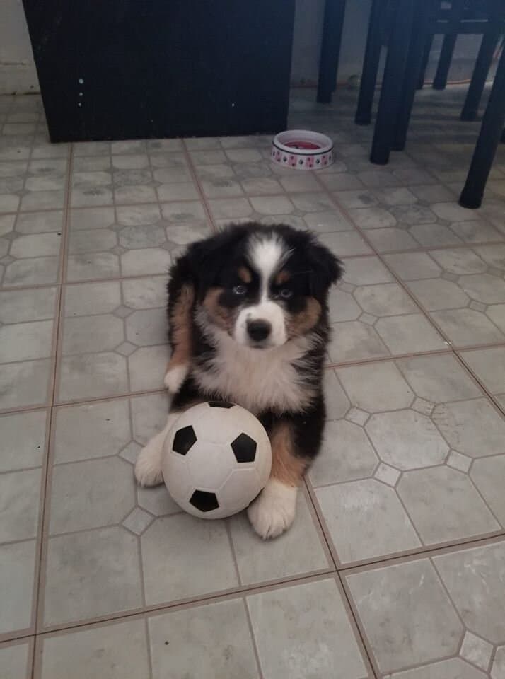 Happy Rock Canyon Aussie family 2